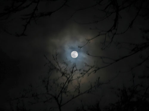 Moons Nest (Photo)
